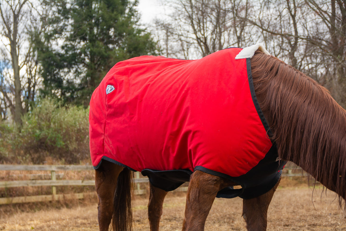 Horse grazing while wearing a red Equivest